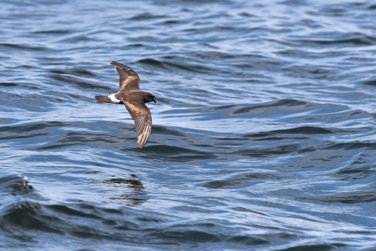 Band-rumped Storm-Petrel - ML638026005