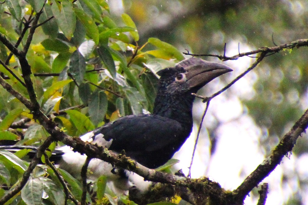 Grauwangen-Hornvogel - ML638026055