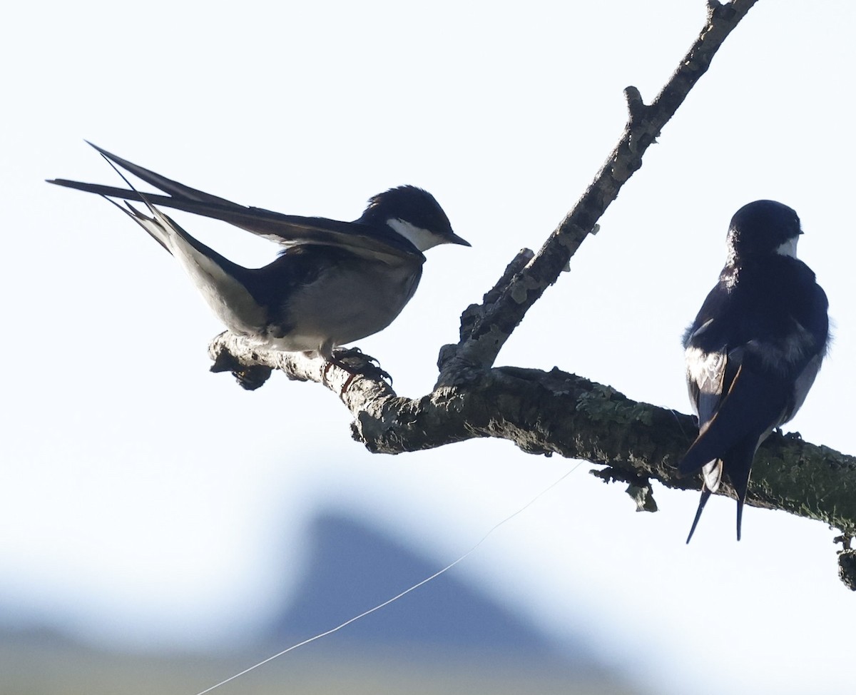White-throated Swallow - ML638026059