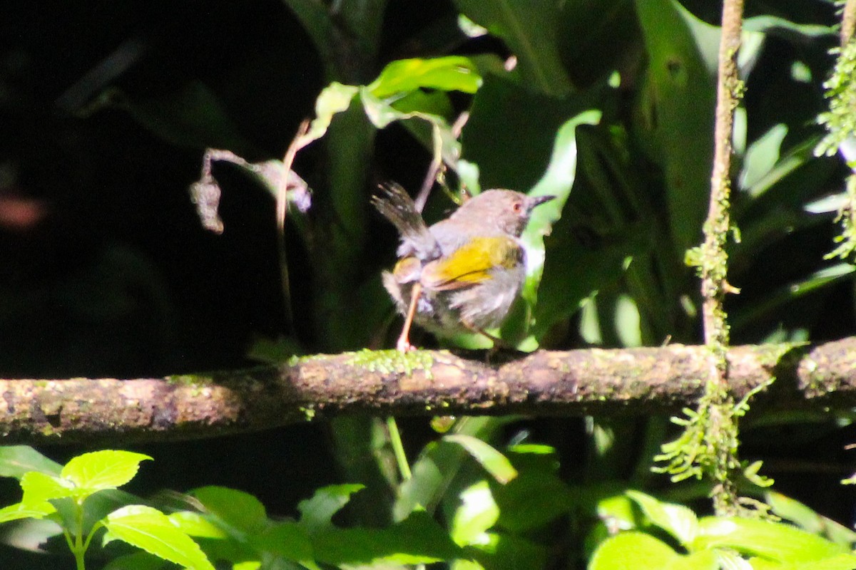 Green-backed Camaroptera - ML638026091