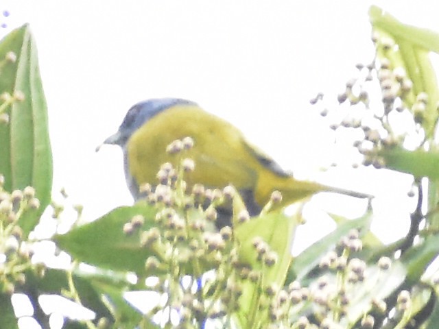 Blue-capped Tanager - ML638026098