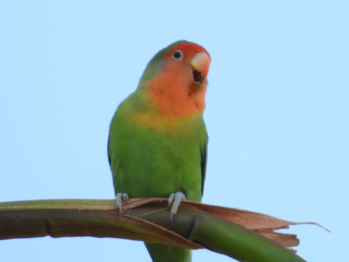 Rosy-faced Lovebird - ML638026125