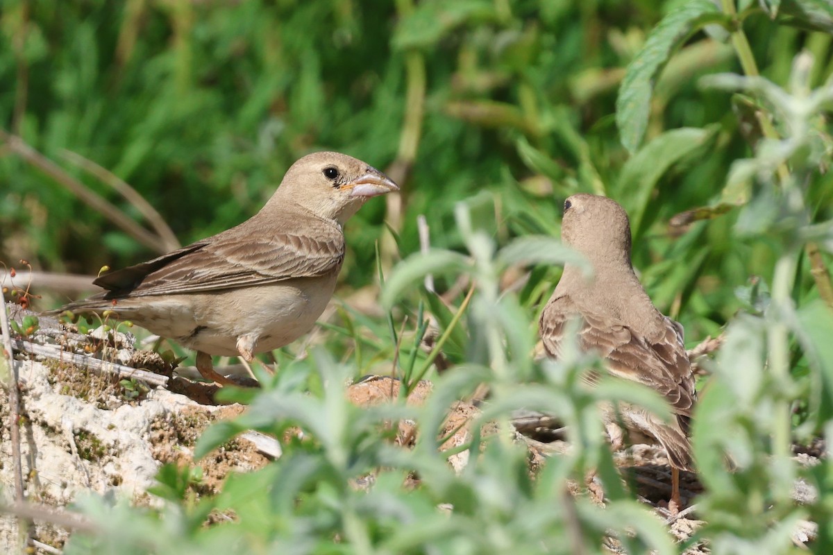 Pale Rockfinch - ML638026177