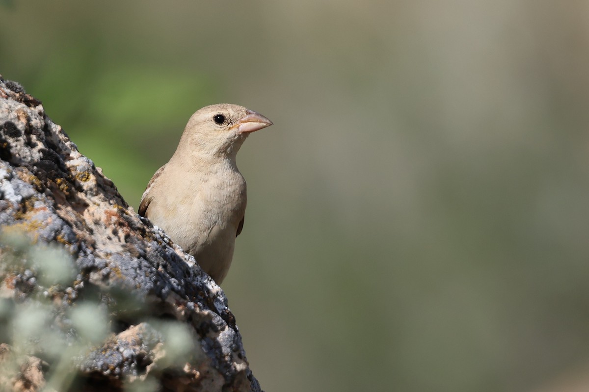 Pale Rockfinch - ML638026187