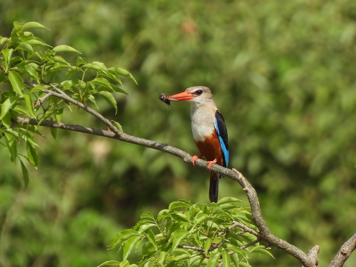 Gray-headed Kingfisher - ML638026194