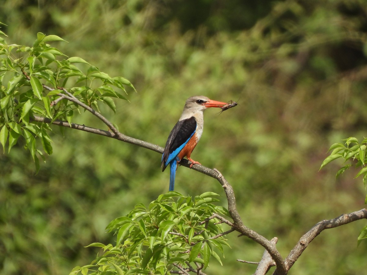 Gray-headed Kingfisher - ML638026195