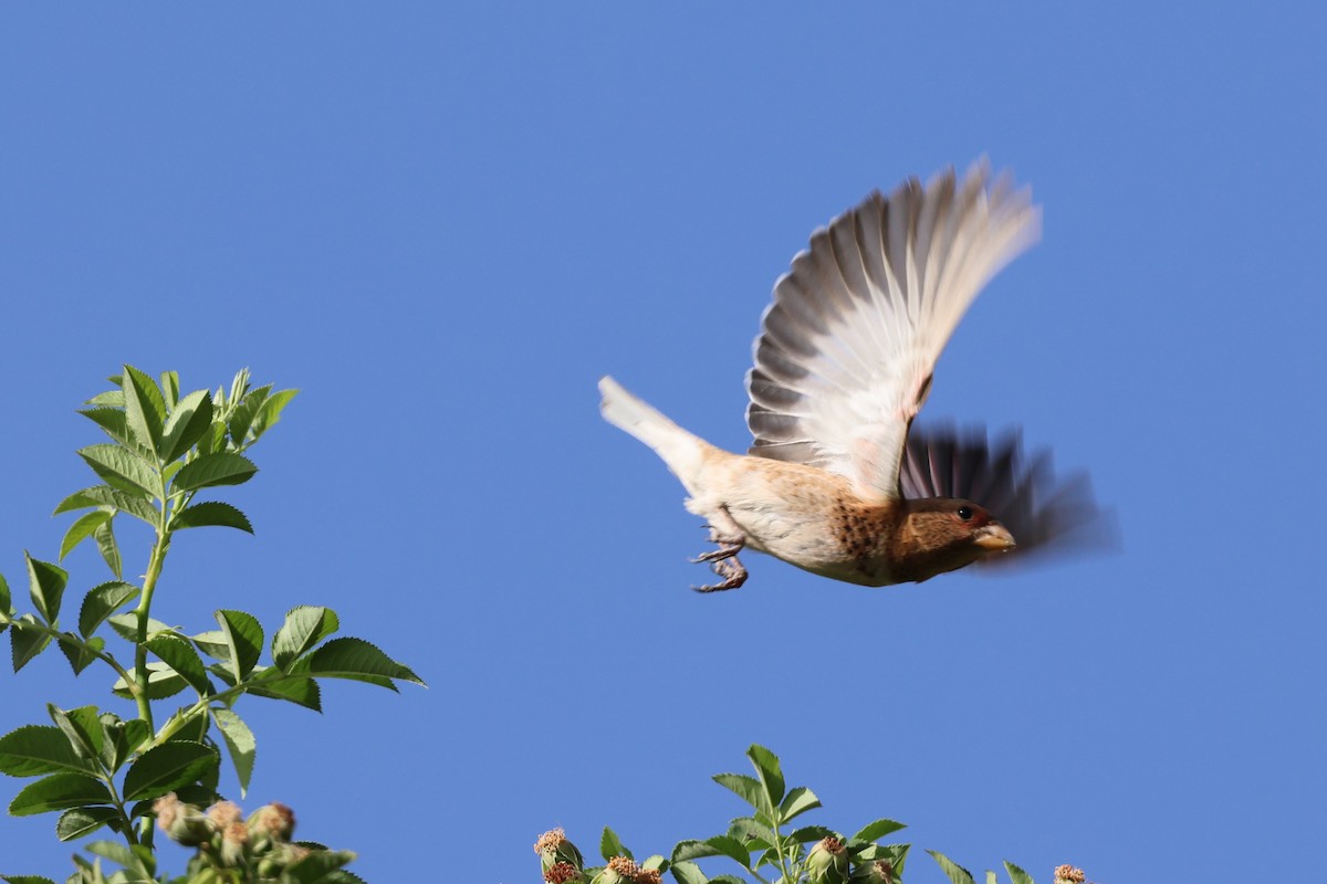 Crimson-winged Finch - ML638026203