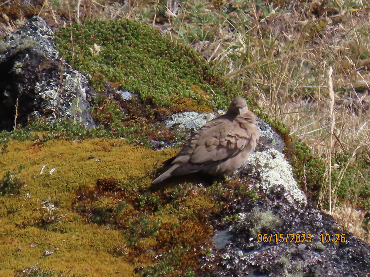 Black-winged Ground Dove - ML638026290