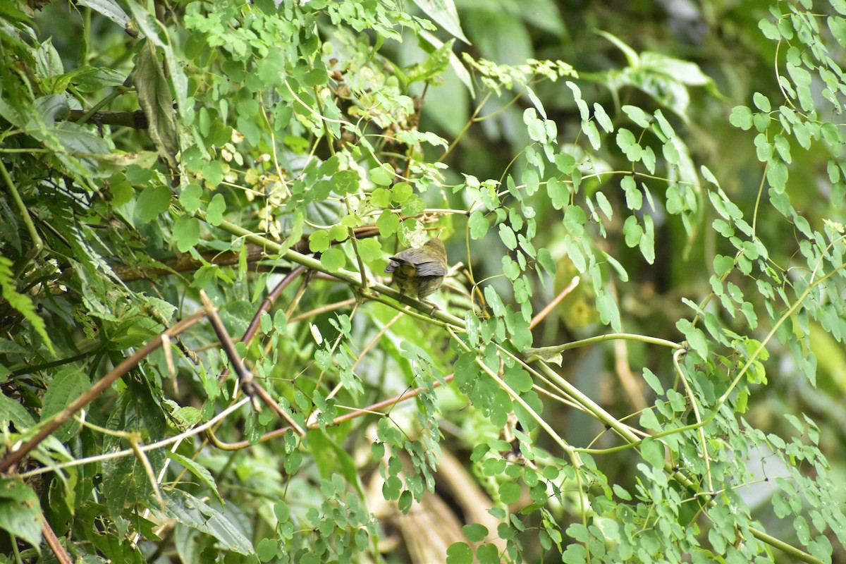 White-sided Flowerpiercer - ML638026340