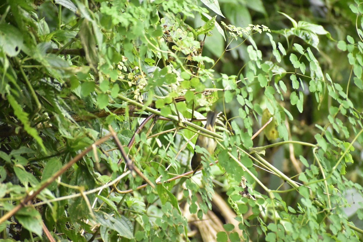 White-sided Flowerpiercer - ML638026341