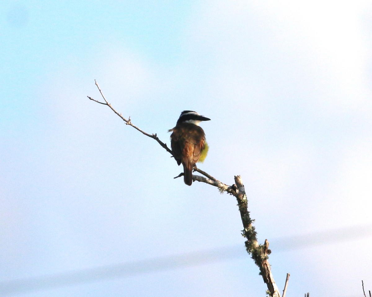 Great Kiskadee - ML638026344