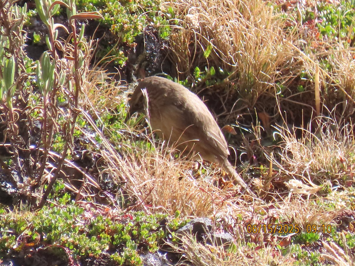 Streak-throated Canastero - ML638026378