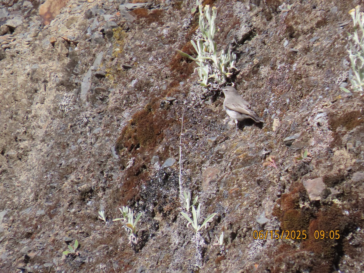 Cinereous Ground-Tyrant - ML638026393