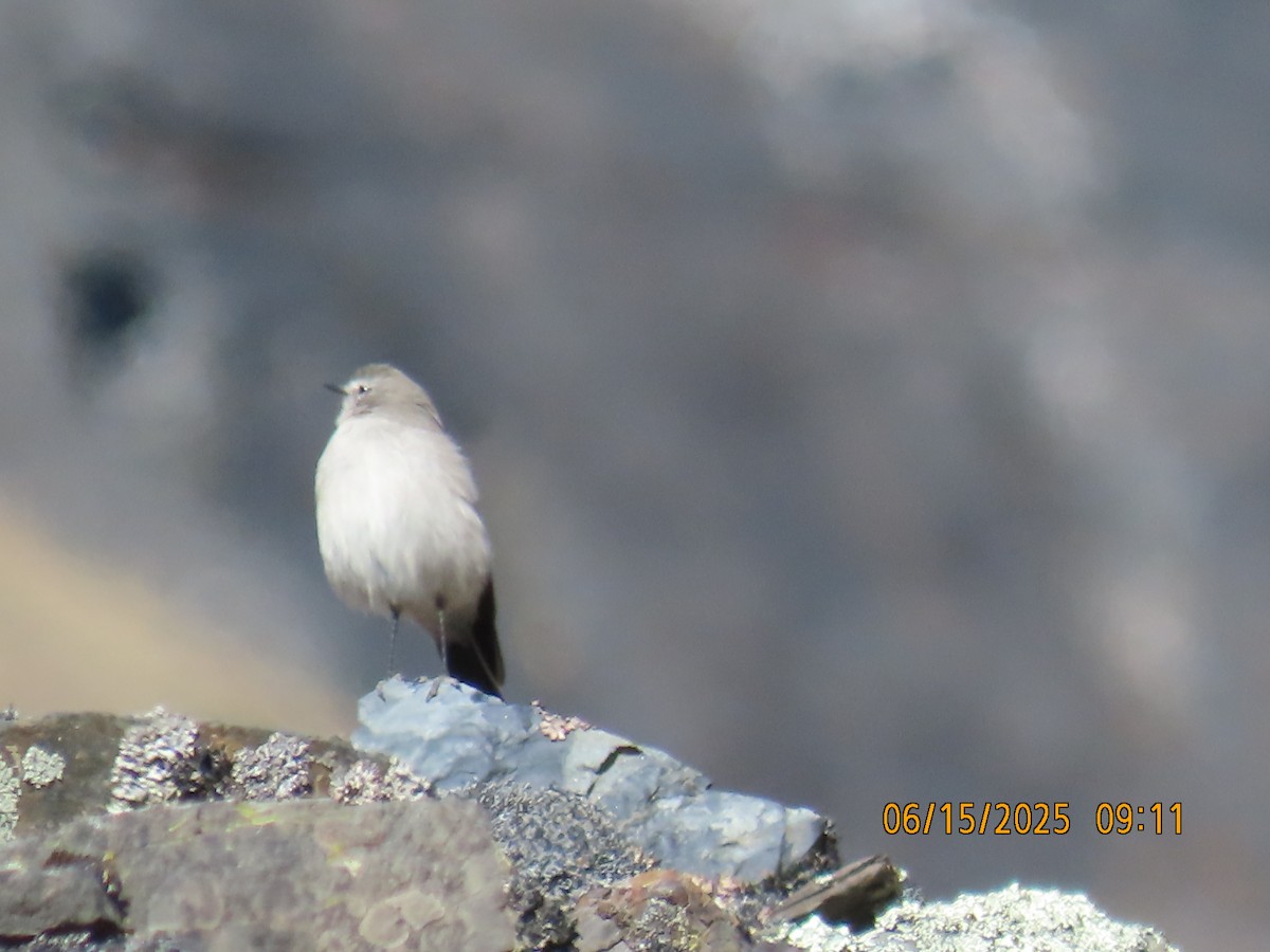 Cinereous Ground-Tyrant - ML638026395