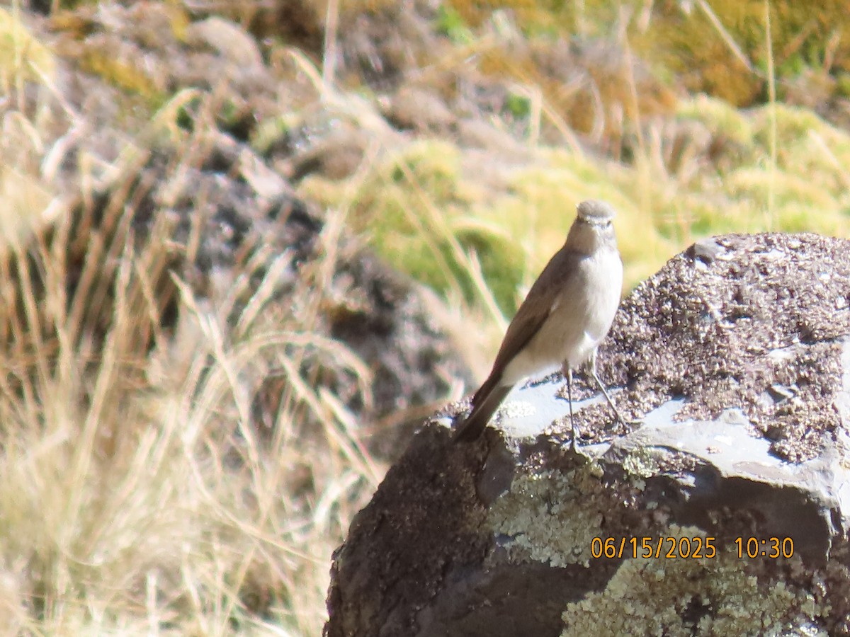 Cinereous Ground-Tyrant - ML638026402