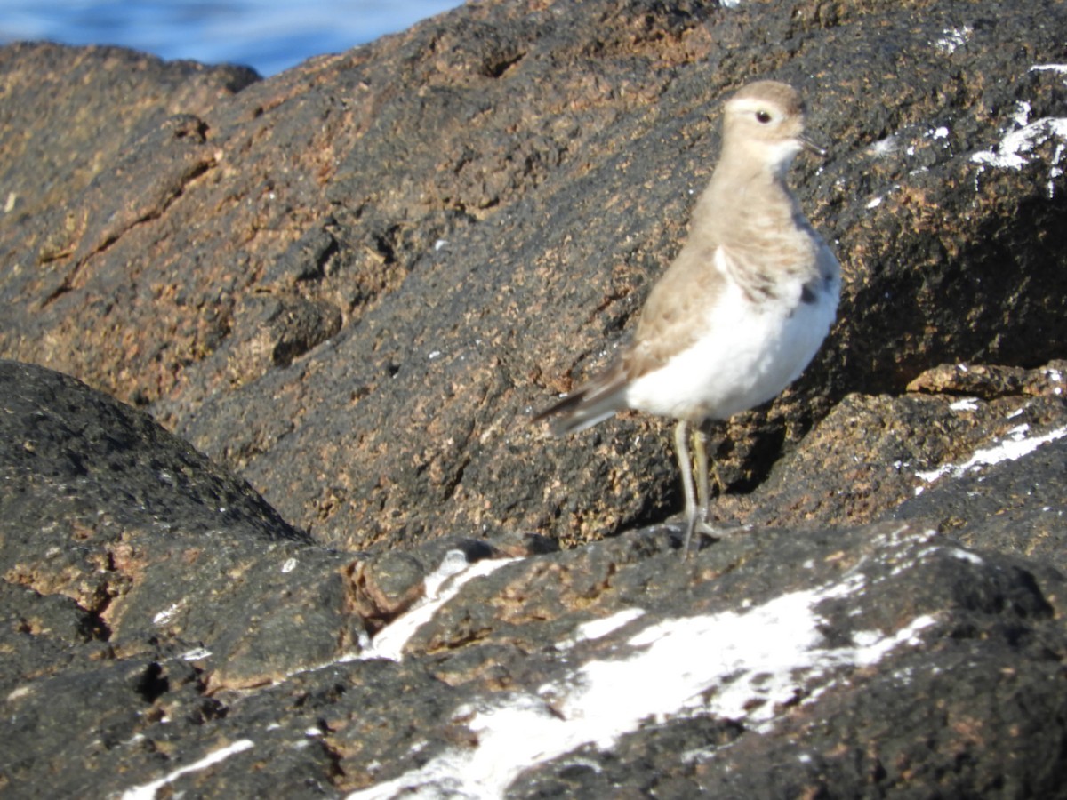 Rufous-chested Dotterel - ML638026408