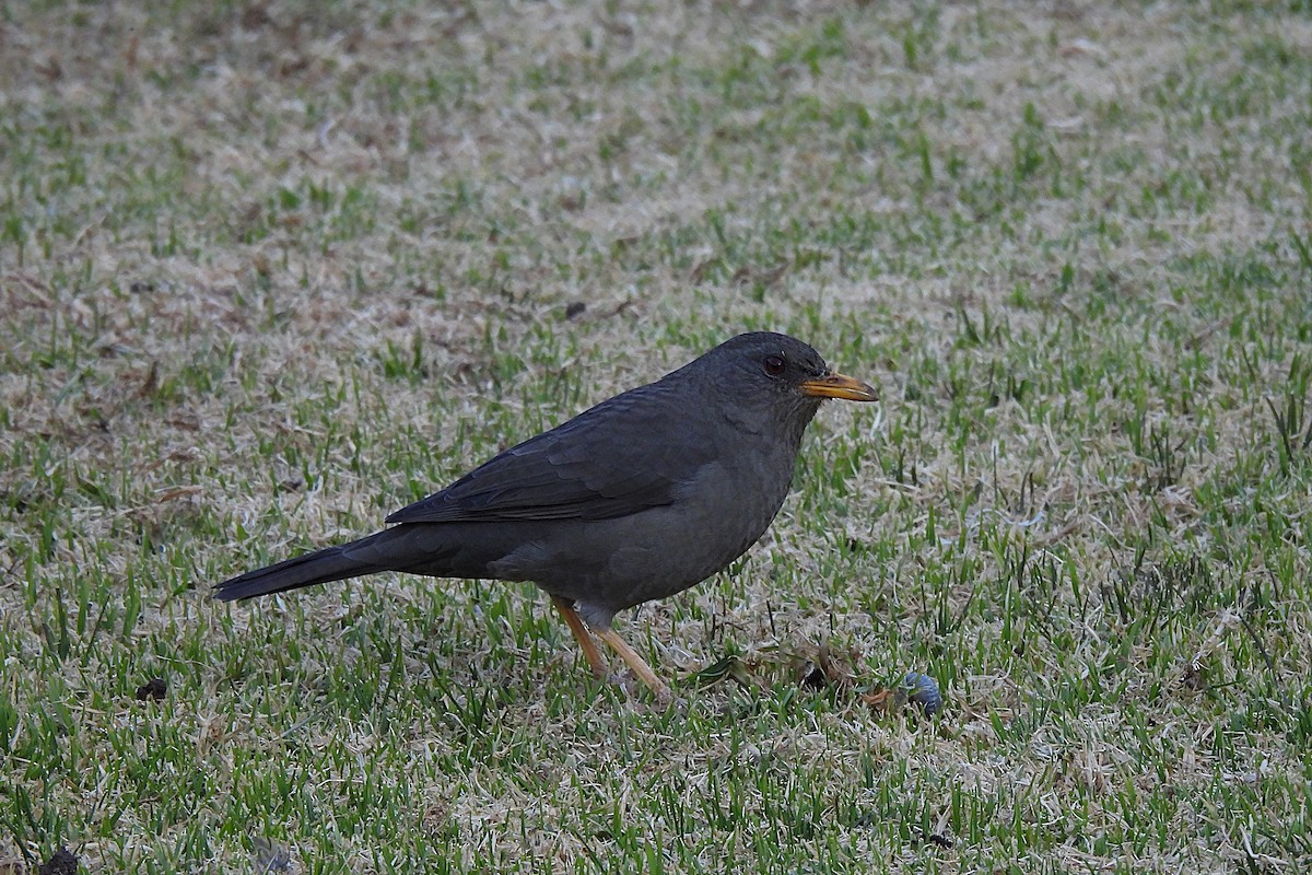 Chiguanco Thrush - ML638026416