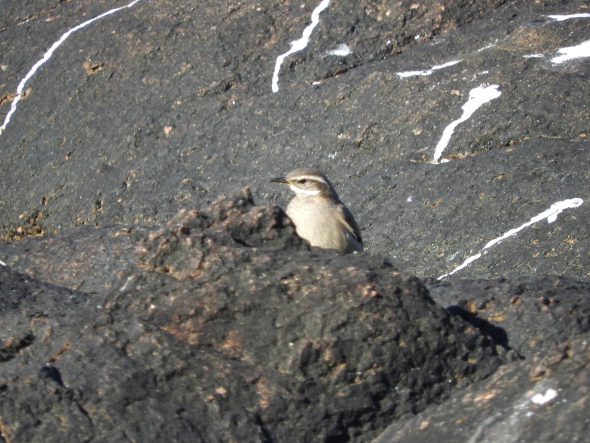 Buff-winged Cinclodes - ML638026437