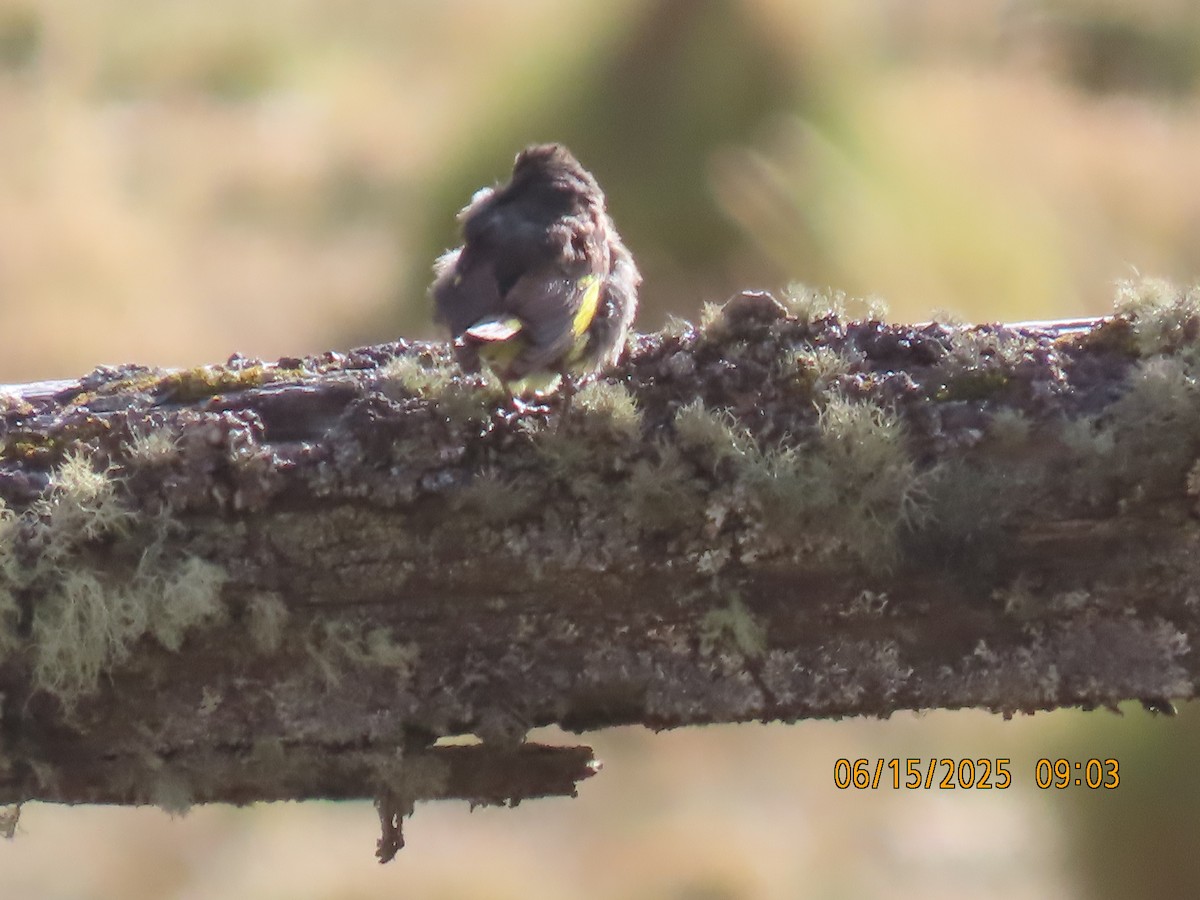 Black Siskin - ML638026440