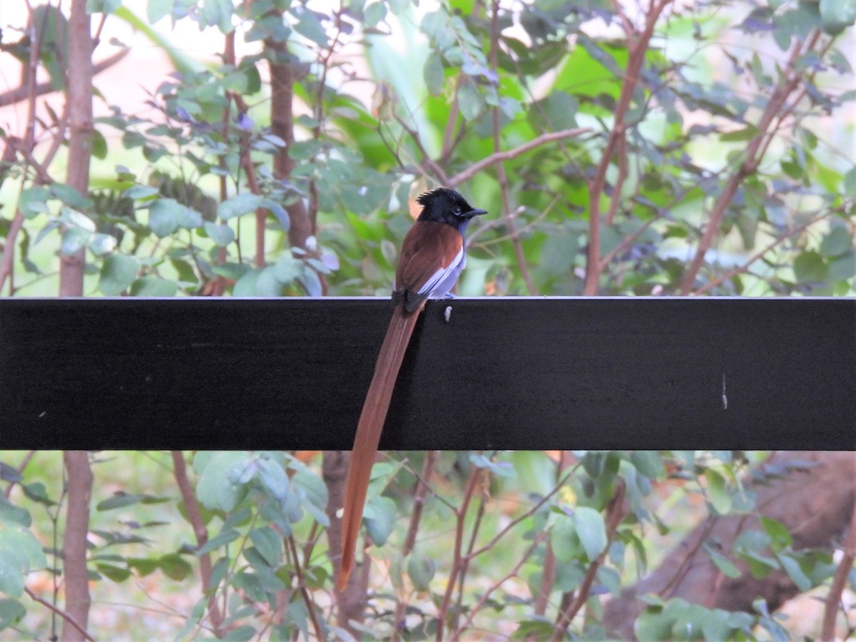 African Paradise-Flycatcher - ML638026445