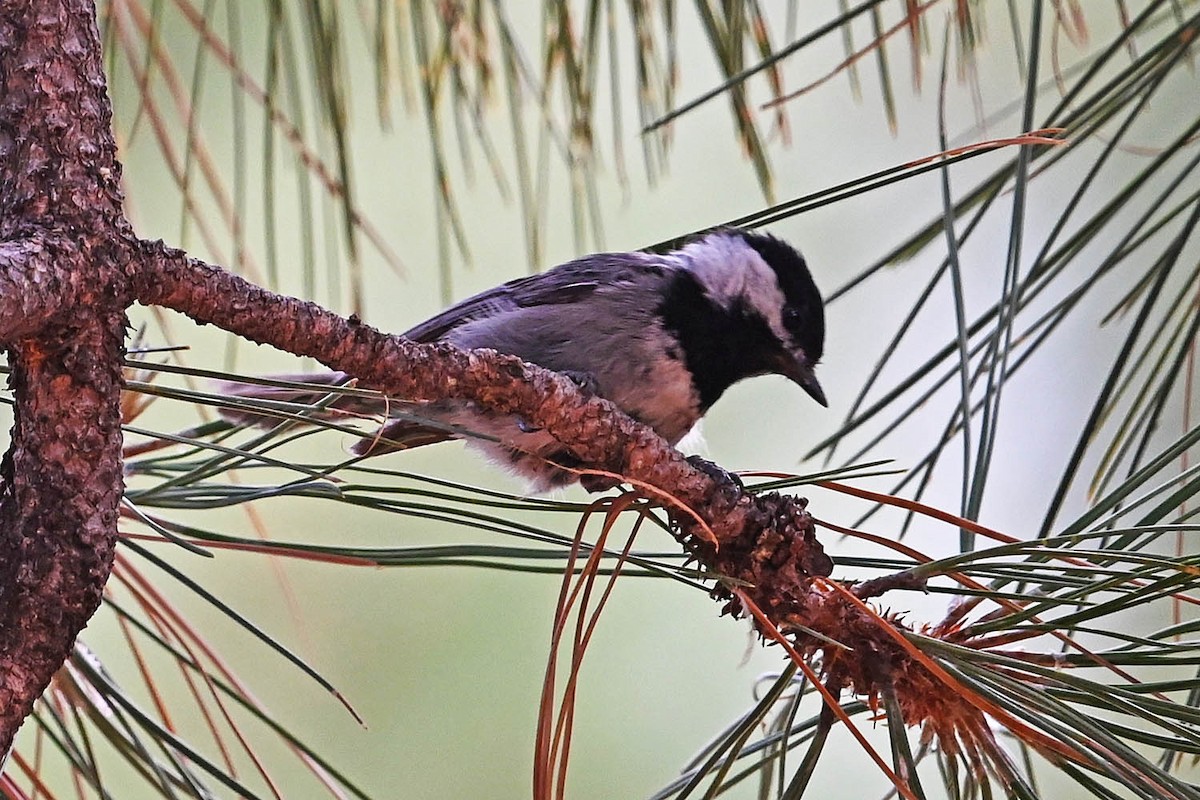 Mexican Chickadee - ML638026513