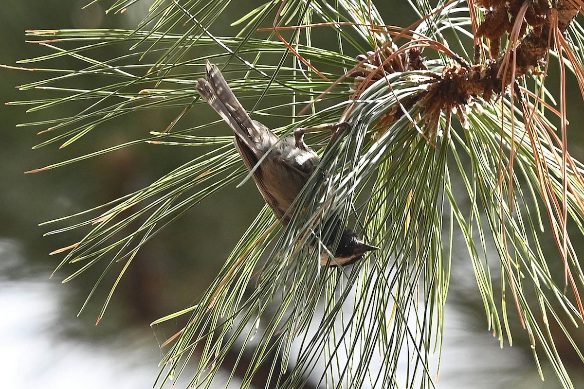 Mexican Chickadee - ML638026514