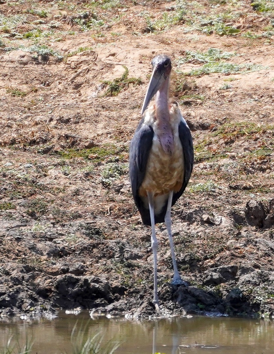 marabu africký - ML638026518