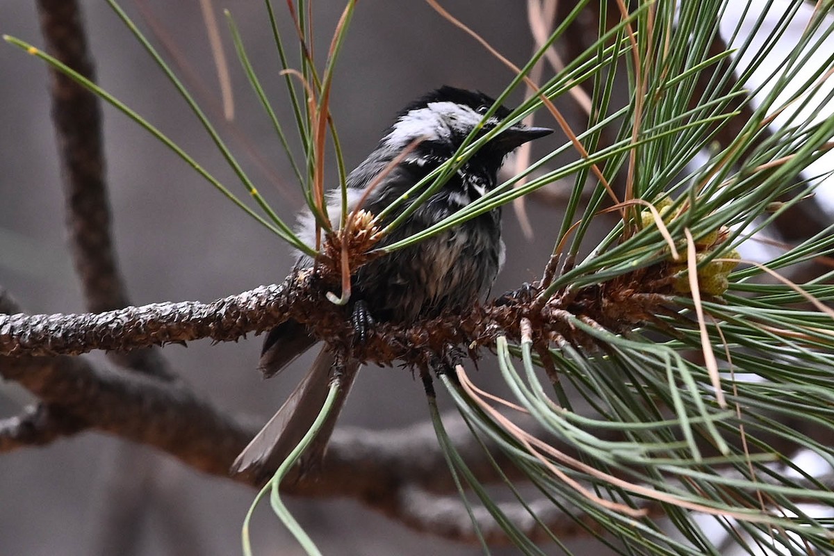 Mexican Chickadee - ML638026557