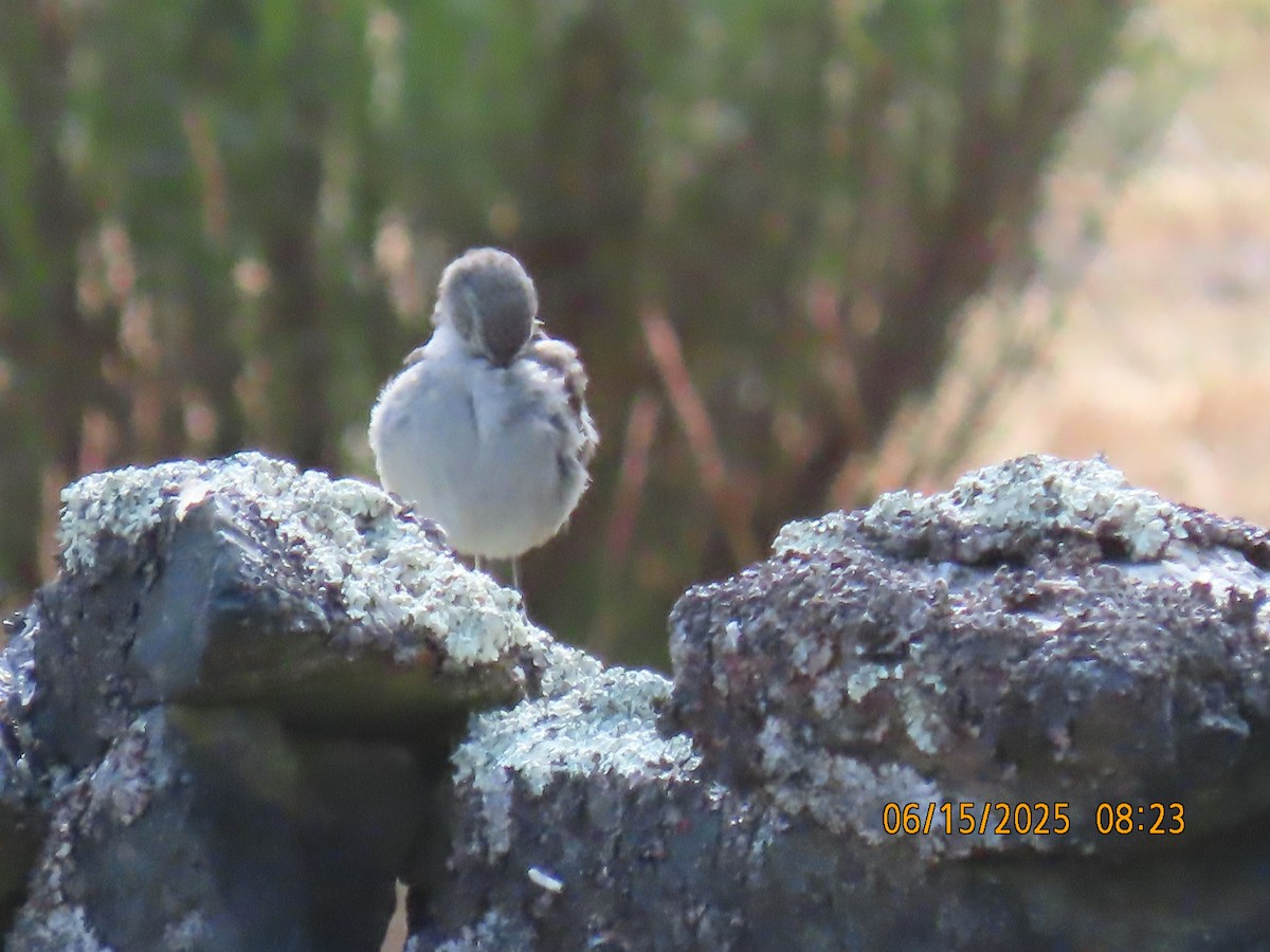 Ash-breasted Sierra Finch - ML638026560