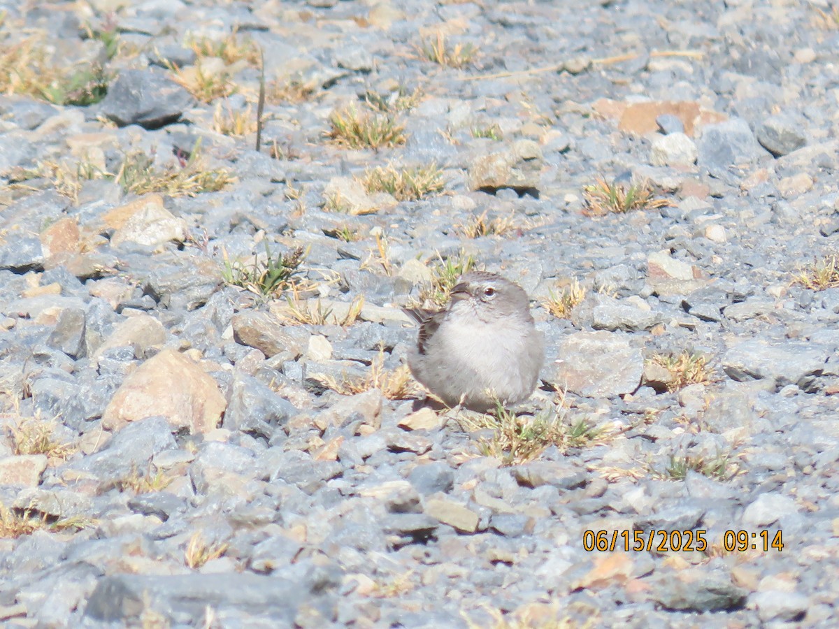 Ash-breasted Sierra Finch - ML638026565