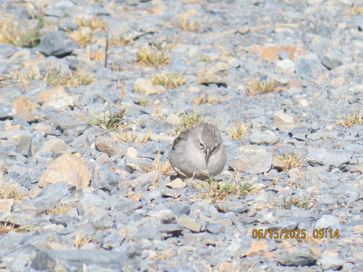 Ash-breasted Sierra Finch - ML638026572