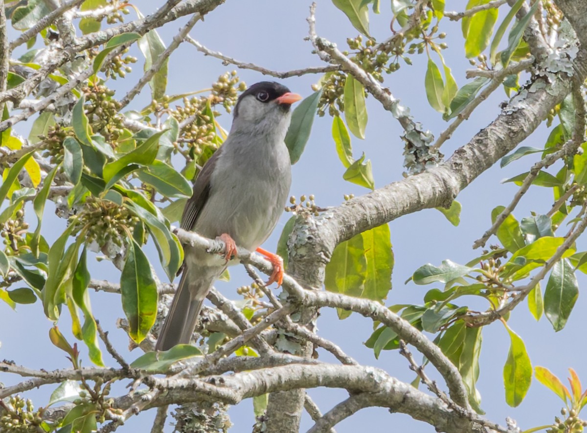 Bush Blackcap - ML638026574