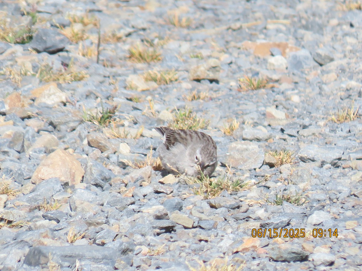 Ash-breasted Sierra Finch - ML638026580