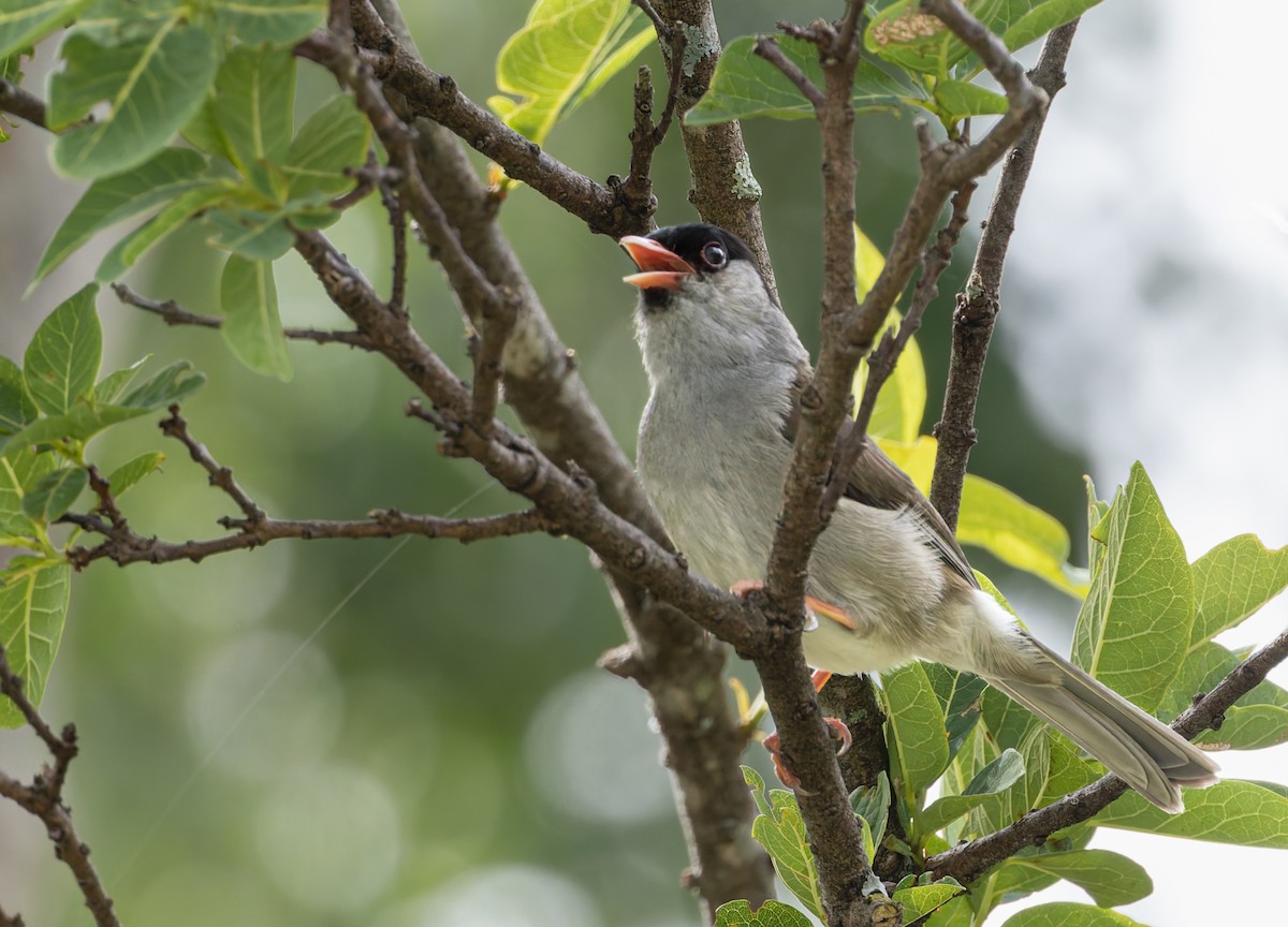 Bush Blackcap - ML638026593