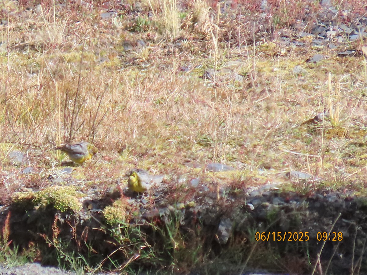Bright-rumped Yellow-Finch - ML638026606