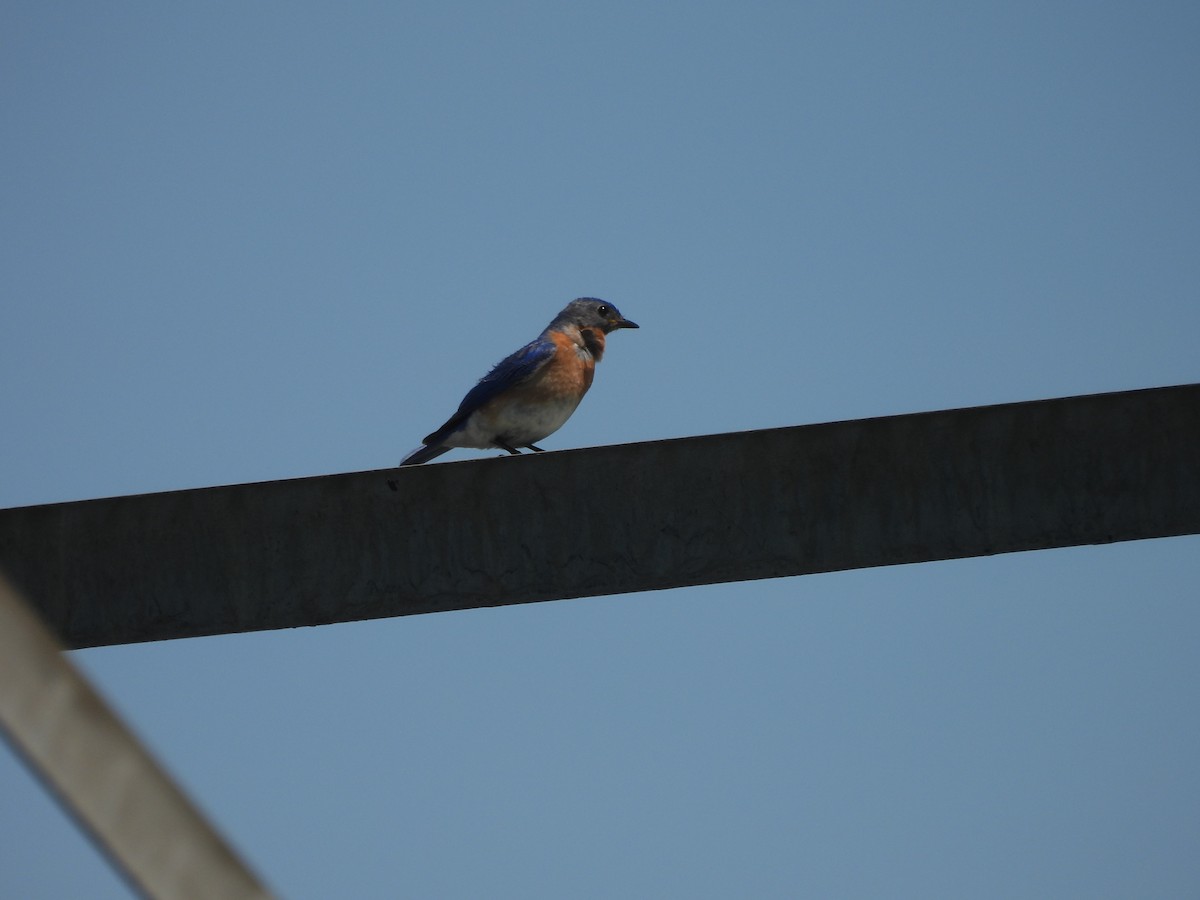 Eastern Bluebird - ML638026613