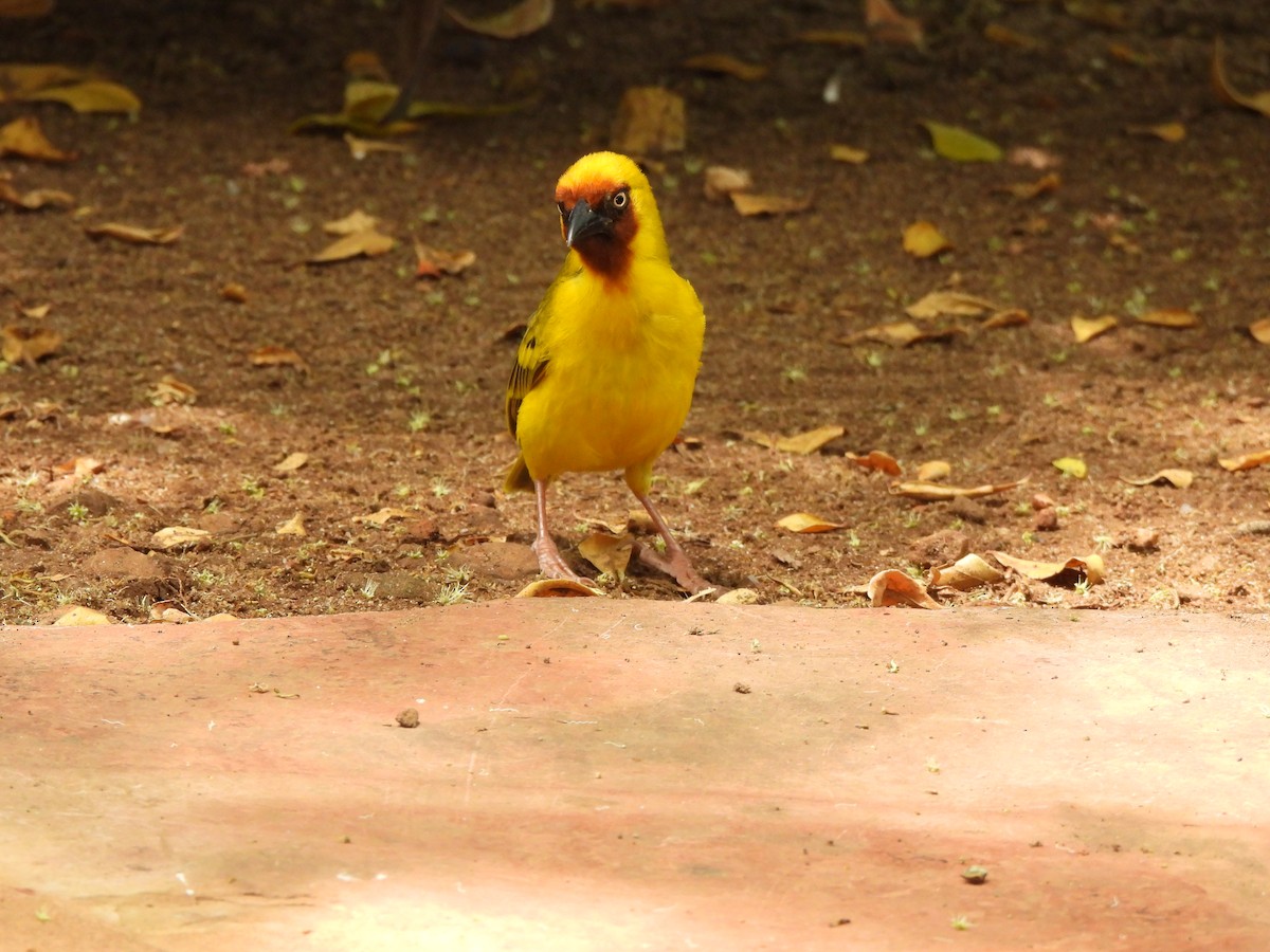 Northern Brown-throated Weaver - ML638026618