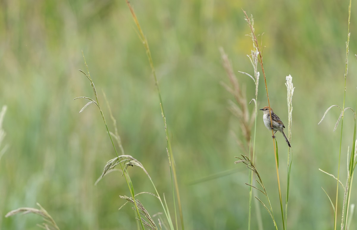 Levaillant's Cisticola - ML638026712