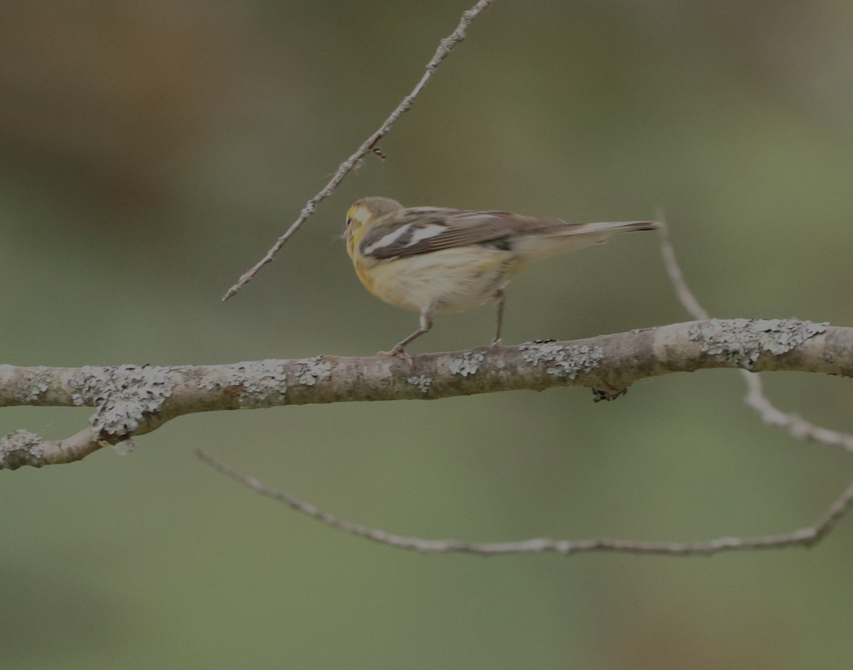 Pine Warbler - ML638026754
