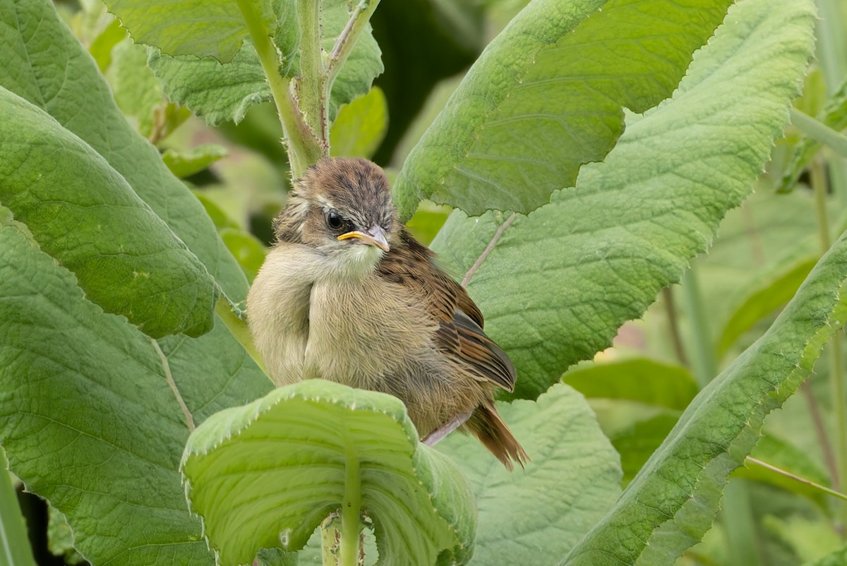 Cape Grassbird - ML638026761