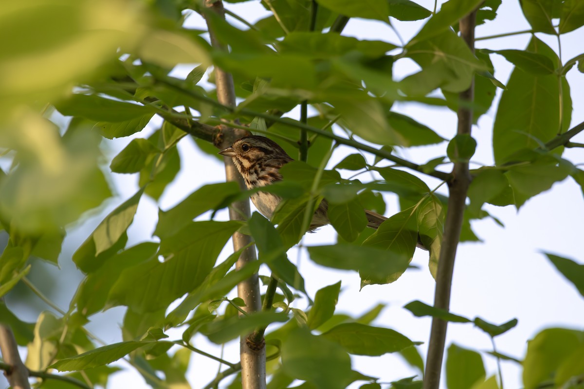 Song Sparrow - ML638026800