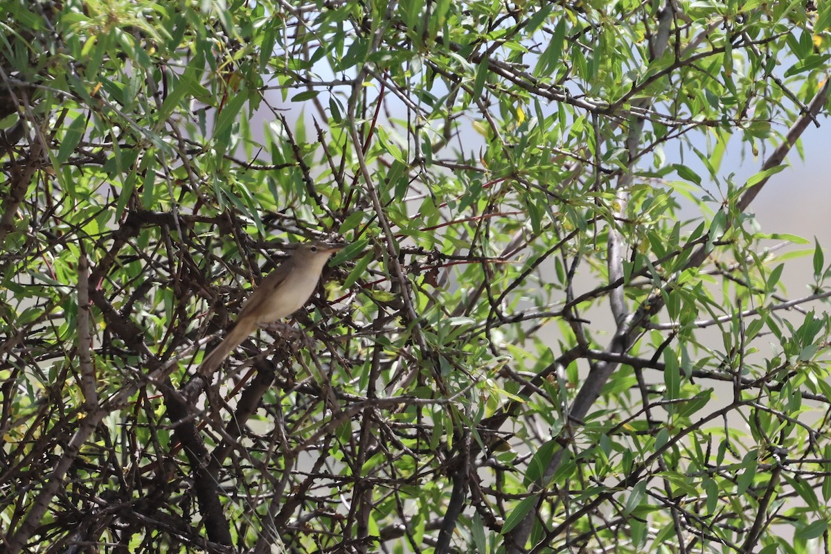Upcher's Warbler - ML638026819