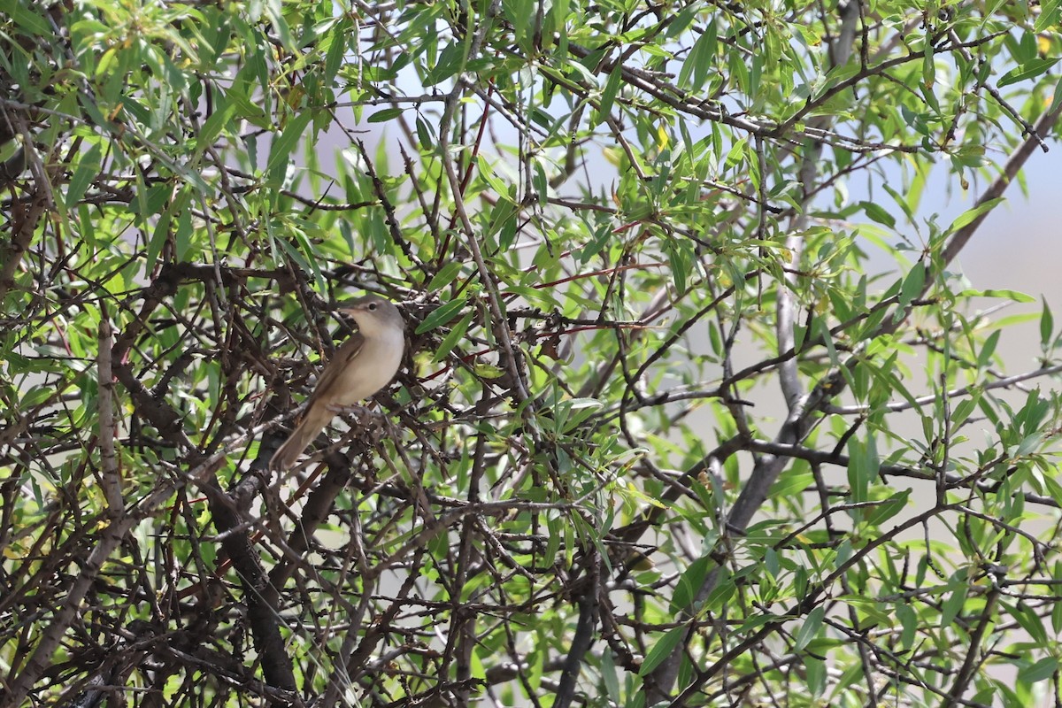 Upcher's Warbler - ML638026820