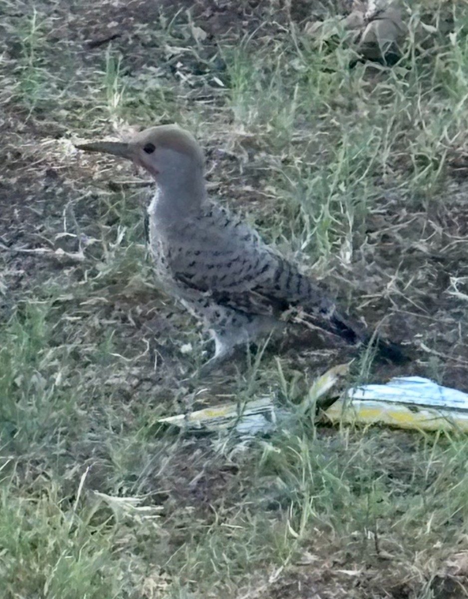 Gilded Flicker - ML638026835