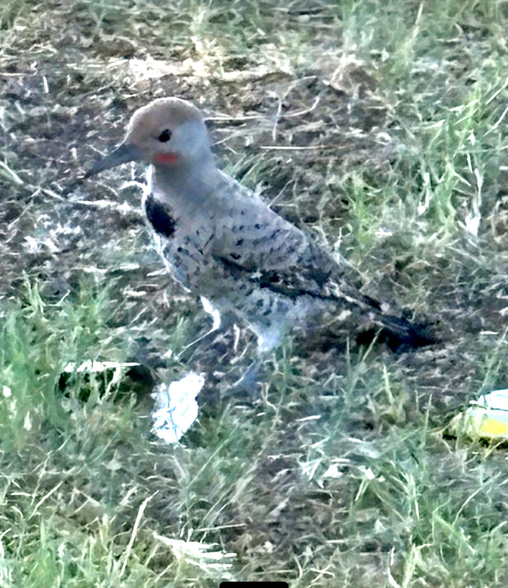 Gilded Flicker - ML638026836