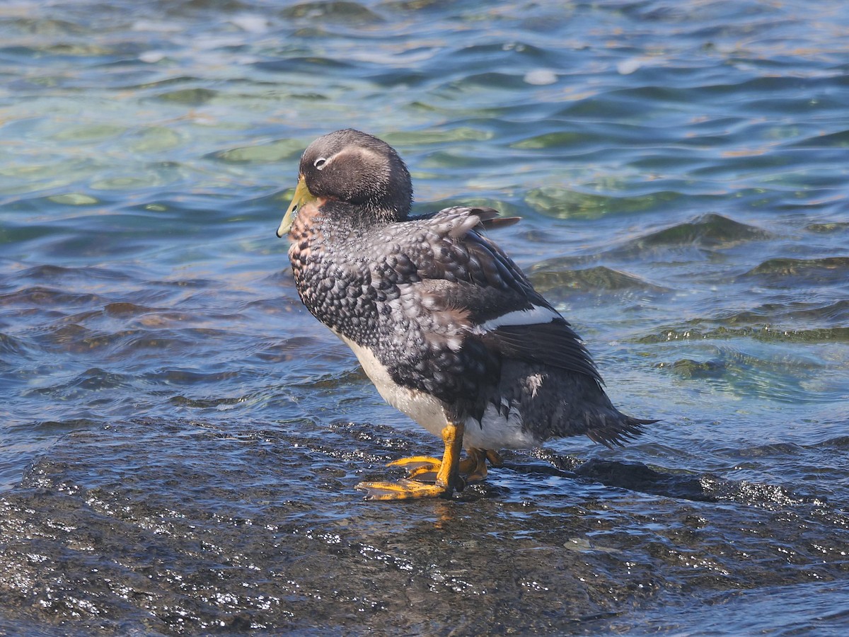 フナガモ - ML638026883