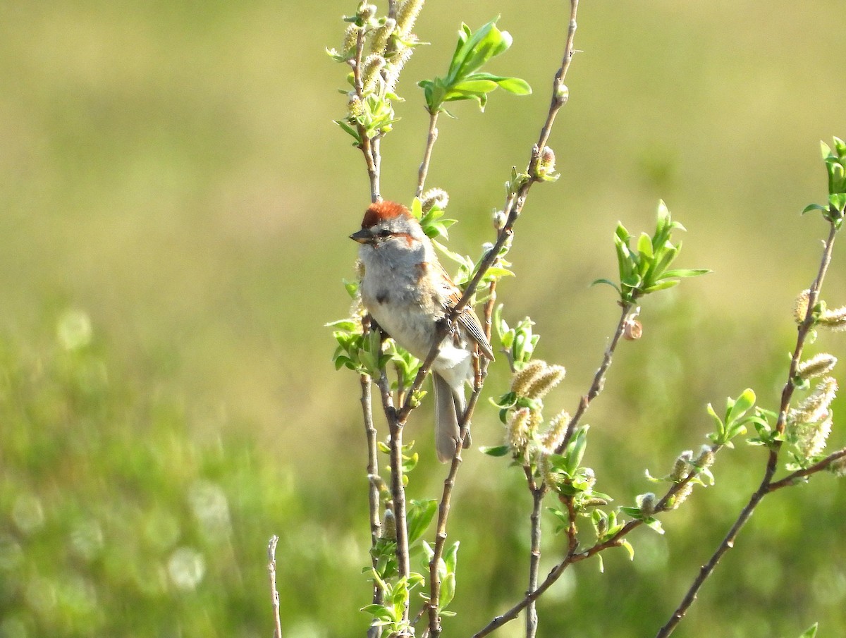 American Tree Sparrow - ML638026907