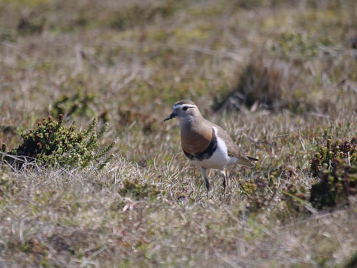 Rufous-chested Dotterel - ML638026941