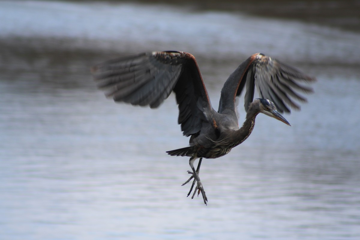 Great Blue Heron - ML638026943