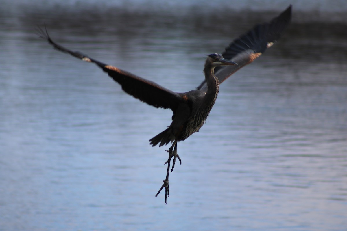 Great Blue Heron - ML638026944